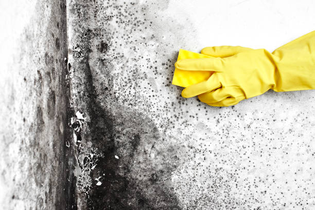 Best White Mold Remediation in Ovilla, TX