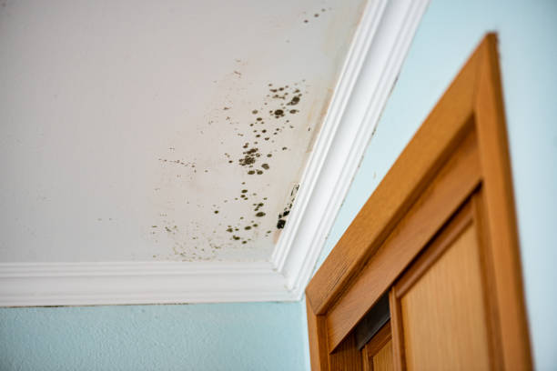 Best Commercial Mold Remediation in Ovilla, TX