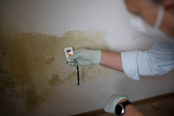 Best Commercial Mold Remediation in Ovilla, TX