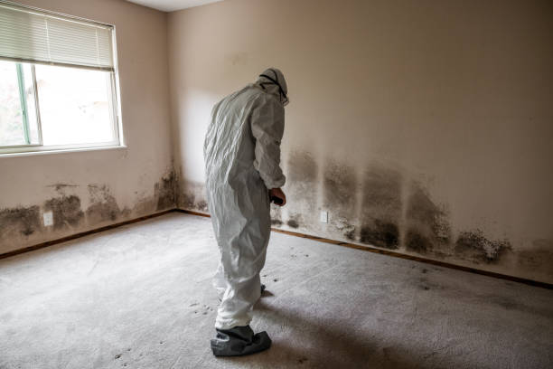 Best HVAC Mold Remediation in Ovilla, TX