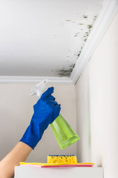 Best Mold Testing and Inspection Services in Ovilla, TX